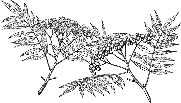 Coloring antistress sprig of rowan